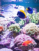Réservez les meilleures places pour Aquarium D'amneville - Aquarium D'amneville - Du 12 janvier 2022 au 31 décembre 2023