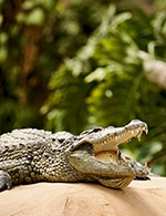 Réservez les meilleures places pour La Ferme Aux Crocodiles - Haute Saison - La Ferme Aux Crocodiles - Du 1 avril 2023 au 30 septembre 2023